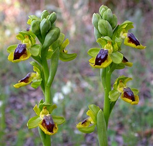 Yellow Bee Ophrys a - Ophrys lutea © John Muddeman